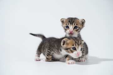 Tabby Cat kitten posing on white background tiger marble stripe