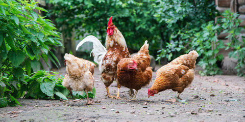 hens with brown feathers surround white rooster on farmyard