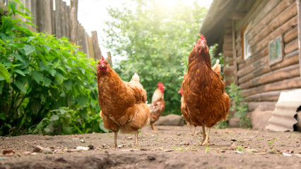 various chickens between green bushes and wooden building