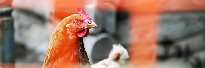brown chicken head looking straight behind orange grid close