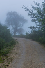 Fog in the forest