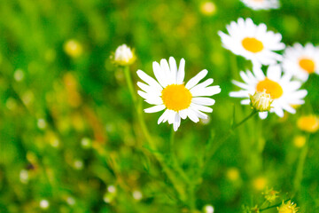 Blooming medical chamomile flowers. Camomile natural daisy flowers, field flowers. Field wide background. Summer Daisies. . Alternative medicine. Spring flower background. Beautiful meadow