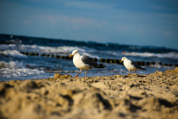 Möwe an der Ostsee