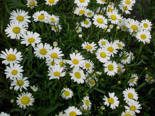 many daisies in the garden in summer