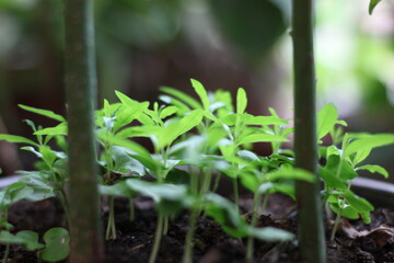 Nature