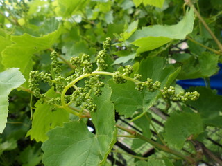  Young green unripe grapes. Grapevine with baby grapes branche 