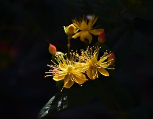 Yellow flower and red berries on the branch of the medicinal plant hypericum in the dark