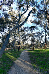 A path in the Kangaroo Boundary Road Reserve near Bathurst, Australia