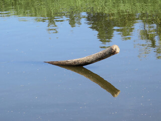 branch of a tree and its reflection in a pond