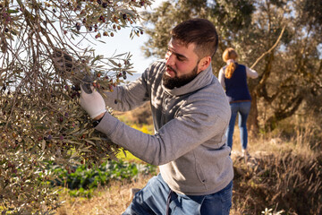 Naklejka premium Portrait of young man engaged in growing olives, picking fresh olives from trees..