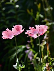 Naklejka premium pink and white flower