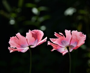 pink  flower