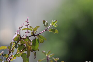 Nature