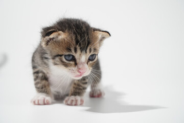 Tabby Cat kitten posing on white background tiger marble stripe