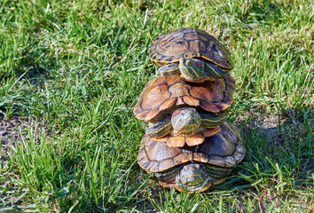 three red-eared turtles on top of each other on green grass on a sunny summer day