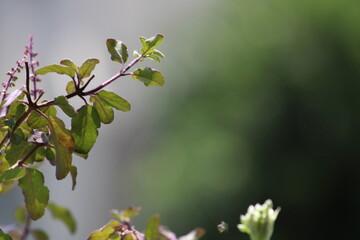 Nature