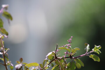 Nature