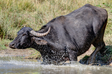 Water splashes as the water buffalo flees into the small lake before the midday sun.  Due to their...