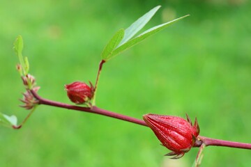 Fresh red Roselle  or Jamaican Sorel on the tree. Selective focus.  Nature and medicinal plant concept.
