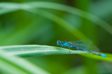 
blue dragonfly on a green leaf close-up