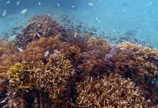 Pemuteran Village The Largest Biorock Coral Reef Nursery And Restoration Project In The World.
It Won A Special Award In June 2012 In Rio At The United Nations Conference On Sustainable Development.