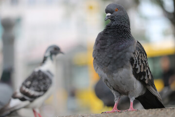A grey and a white rock pigeon, columba livia in front of a blurry yellow bus on a street in Berlin