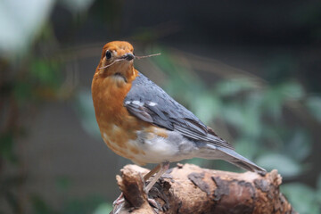 Male orange-headed thrush, zoothera citrina sitting on a branch, holding a little twig in its beak and looking backwards
