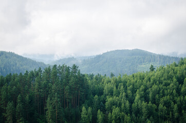 Beautiful green  forest mountains wiht fog