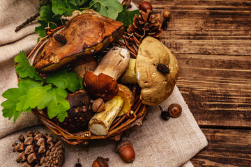 Fresh forest mushrooms. Assorted gourmet porcini and boletus, oak leaves