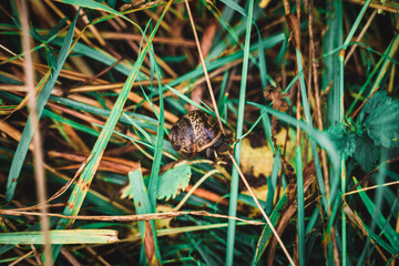 Small snail inside the shell in grassy ground