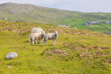 Obraz premium Beara peninsula, Ireland