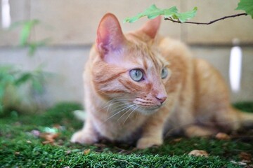 Retrato gato rubio atigrado,  tumbado sobre césped en un patio  