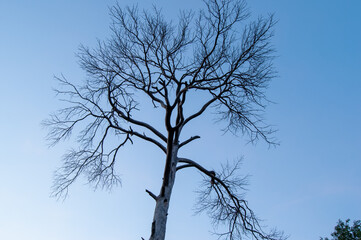 tree in the sky