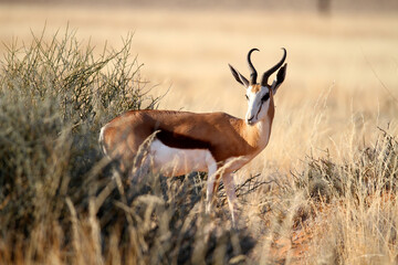 Male Springbok in the bush, Namibia, Africa