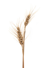 Ear of barley over the white background.