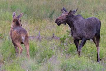 Naklejka na ściany i meble Young Bull Moose Approaching a Calf. Moose in the Colorado Rocky Mountains