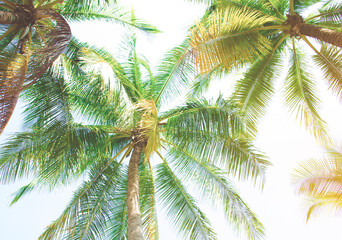 Fototapeta premium Detail of coconut trees with soft light background or vintage style. 