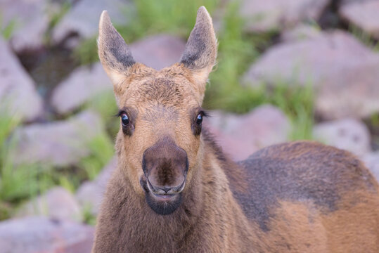 Moose in the Colorado Rocky Mountains. Head shot of a calf.
