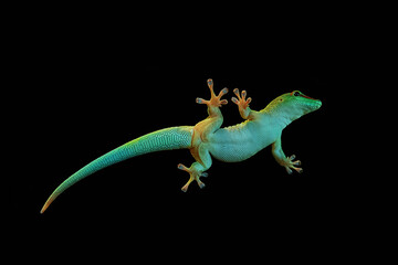 Green gecko on a glass, isolated on a black background, bottom view