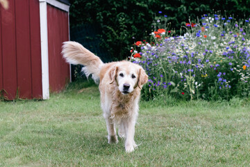 golden retriever walking towards camera