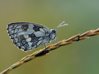 Butterfly Melanargy Galatea sits on a summer day in the grass in a forest glade