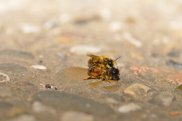 Rote Mauerbienen bei der Paarung