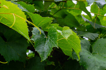green grape leaves in water drops