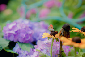 The hydrangea garden in rainy season, the girl strolls happily in the garden