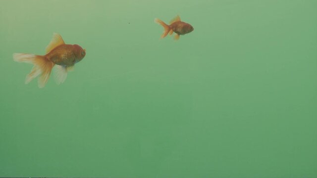 Two orange fishes swiming on green screen choma key 4k slowmo water. Pro, Log, 120 fps 422. Happy goldfish on a fishbowl