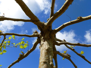 Sky through the trees