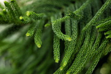 Branches of the Araucaria heterophylla tree