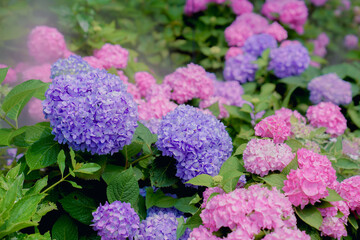 The hydrangea garden in rainy season, the girl strolls happily in the garden