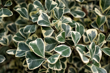 Ficus triangularis leaves close up