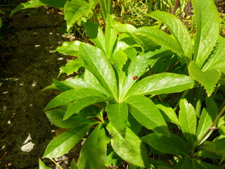 Large Leaf Foliage